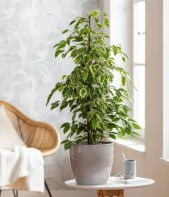 Birkenfeige - Ficus Benjamina 'Forever', Verschiedene Sorten -Blumen Geschaft 8229106 WE MO 001 FicusForeverMixT21