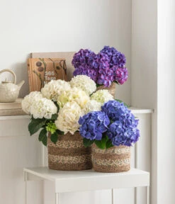 Hortensie - Hydrangea Macrophylla -Blumen Geschaft 8233751 8233777 8233785 4440152 4440186 WE MO 002 HortensieHydrangeaMacrophylla