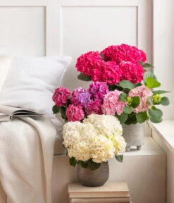 Hortensie - Hydrangea Macrophylla -Blumen Geschaft 8233751 8233777 8233918 8234965 4480091 4450722 4450714 WE MO 002 HortensieHydrangeaMacrophylla