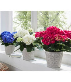 Hortensie - Hydrangea Macrophylla -Blumen Geschaft 8233751 8234965 8233777 WE MO 003 HortensienHydrangeamacrophyllaHortensieWeissBlauRot
