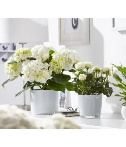 Hortensie - Hydrangea Macrophylla -Blumen Geschaft 8233777 8265209 8233769 PR MO 001 EinblattSpathiphyllumRosenRoseInfinityHortensieHydrangeadehnerFruehblueher1403UveSauer