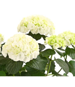 Hortensie - Hydrangea Macrophylla -Blumen Geschaft 8233777 WE WE 001 HortensieHydrangeaWeissT13DehnerExpressHerzig