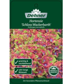 Hortensie 'Schloss Wackerbarth' -Blumen Geschaft 8234007 HortensieSchlossWackerbarth Etikett 1
