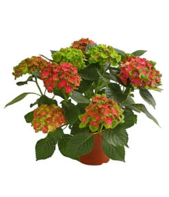 Hortensie 'Schloss Wackerbarth'