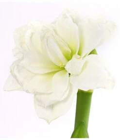 Amaryllis - Hippeastrum Hybride 'Alfresco' -Blumen Geschaft 8234684 PR DE 001 AmaryllisHippeastrumAlfrescoDehnerExpressHerzig