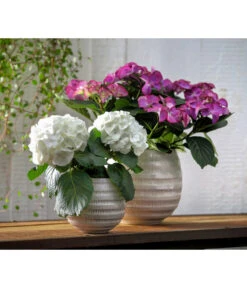 Hortensie - Hydrangea Macrophylla 'Tiffany' -Blumen Geschaft 8236648 WE MO 013 8233744 HydrangeamacrophyllaHortensieTiffanyHortensieMidi