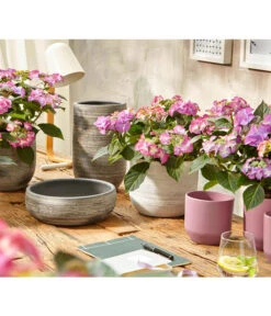 Blumen Geschaft -Blumen Geschaft 8236648 WE MO HortensieHydrangeaMacrophyllaTiffanyPremiumUveSauer