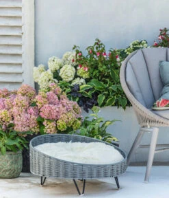 Fuchsie, Stehend, Verschiedene Farben -Blumen Geschaft 8236713 WE MO 001 Hortensie