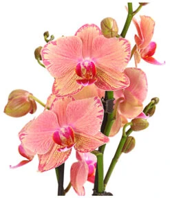 Schmetterlingsorchidee - Phalaenopsis Cultivars, Sonderfarben -Blumen Geschaft 8240376 WE DE 001 SchmetterlingsorchideePhalaenopsisPiratePicotee2TrieberPremiumT12DehnerExpressHerzig