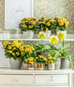 Frauenschuh - Paphiopedilum Complex Hybride -Blumen Geschaft 8240475 WE MO 001 KalanchoeGelb