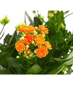 Flammendes Käthchen - Kalanchoe Blossfeldiana, Gefüllt -Blumen Geschaft 8240541 WE DE 001 FlammendesKaethchenKalanchoeOrangeGefuelltT13OWDehnerExpressHerzig