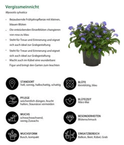 Vergissmeinnicht -Blumen Geschaft 8244501 WE IG 001 Vergissmeinnicht