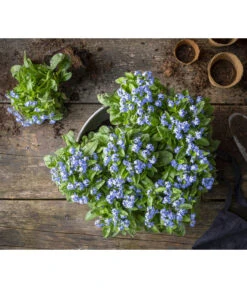 Vergissmeinnicht -Blumen Geschaft 8244501 WE MO 001 MyosotisSylvaticaVergissmeinnichtT11blauGC2021