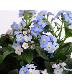 Vergissmeinnicht 'Myomark' -Blumen Geschaft 8244519 PR DE 001 MyosotisMyomarkT12DehnerExpressHerzig