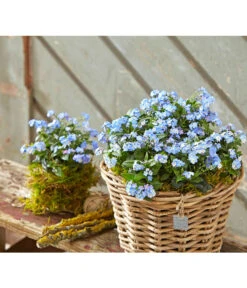 Vergissmeinnicht 'Myomark' -Blumen Geschaft 8244519 PR MO 001 MyosotisMyomarkBL2 5
