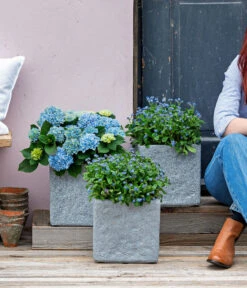 Vergissmeinnicht 'Myomark' -Blumen Geschaft 8244519 WE MO 001 Vergissmeinicht