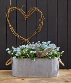 Vergissmeinnicht 'Myomark' -Blumen Geschaft 8244519 WE MO 002 VergissmeinnichtMyomark