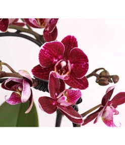 Midi Schmetterlingsorchidee - Phalaenopsis Cultivars, Zweitriebig, Verschiedene Sorten -Blumen Geschaft 8245052 PR DE 001 PhalaenposisHybrideT9DehnerExpressHerzig