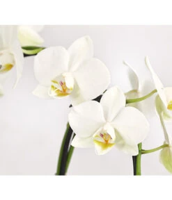 Midi Schmetterlingsorchidee - Phalaenopsis Cultivars, Zweitriebig, Verschiedene Sorten -Blumen Geschaft 8245052 PR DE 002 PhalaenposisHybrideT9DehnerExpressHerzig