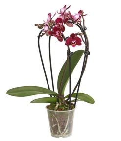 Midi Schmetterlingsorchidee - Phalaenopsis Cultivars, Zweitriebig, Verschiedene Sorten -Blumen Geschaft 8245052 PR FS 001 PhalaenposisHybrideT9DehnerExpressHerzig