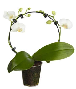 Midi Schmetterlingsorchidee - Phalaenopsis Cultivars, Zweitriebig, Verschiedene Sorten -Blumen Geschaft 8245052 PR FS 001 PhalaenposisHybrideT9MidiOrchideeDehnerExpressZS