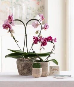 Midi Schmetterlingsorchidee - Phalaenopsis Cultivars, Zweitriebig, Verschiedene Sorten -Blumen Geschaft 8245052 WE MO 001 SchmetterlingsorchideeMidi