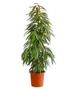 Birkenfeige - Ficus Binnendijkii 'Amstel King'