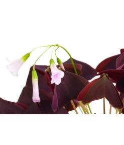 Dreieckiger Glücksklee - Oxalis Triangularis 5 Dreieckiger Glücksklee - Oxalis Triangularis -Blumen Geschaft 8249385 PR DE 001 OxalisTringularisDehnerExpressHerzig