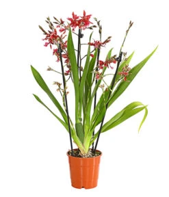 Burrageara-Orchidee - Burrageara 'Lazio'