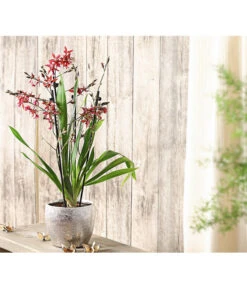 Burrageara-Orchidee - Burrageara 'Lazio' -Blumen Geschaft 8249591 PR MO 001 BurragearaLatioDuftT12DehnerExpressHerzig