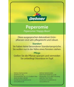 Peperomie - Peperomia Ferreyrae 'Happy Bean' -Blumen Geschaft 8252397 PeperomiaHappyBean 22022017 2