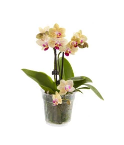 Midi Schmetterlingsorchidee - Phalaenopsis Cultivars, Verschiedene Sorten -Blumen Geschaft 8252900 BildFS 001 PhalaenopsisMidi2TrieberGelb