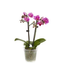 Midi Schmetterlingsorchidee - Phalaenopsis Cultivars, Verschiedene Sorten -Blumen Geschaft 8252900 BildFS 002 PhalaenpsisMidi2TrieberLila