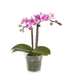 Midi Schmetterlingsorchidee - Phalaenopsis Cultivars, Verschiedene Sorten -Blumen Geschaft 8252900 BildFS 003 PhalaenopsisMidi2TrieberRosa