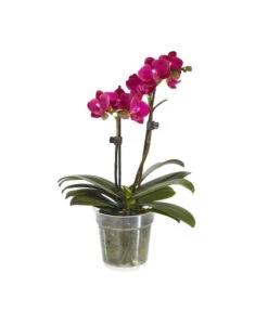 Midi Schmetterlingsorchidee - Phalaenopsis Cultivars, Verschiedene Sorten -Blumen Geschaft 8252900 BildFS 004 PhalaenopsisMidi2TrieberViolett