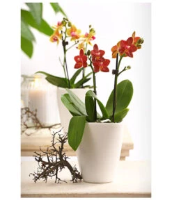 Midi Schmetterlingsorchidee - Phalaenopsis Cultivars, Verschiedene Sorten -Blumen Geschaft 8252900 WE MO 001 SchmetterlingsorchideePhalaneopsis2TrieberMidiT9DehnerExpressHerzig