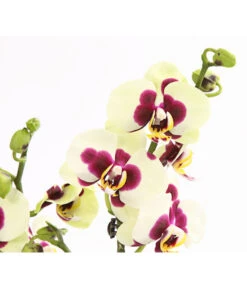 Schmetterlingsorchidee - Phalaenopsis Cultivars, Sonderfarben -Blumen Geschaft 8253213 WE DE 001 SchmetterlingsorchideePhalaneopsisPanda2TrieberT12OWDehnerExpressHerzig
