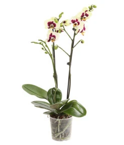 Schmetterlingsorchidee - Phalaenopsis Cultivars, Sonderfarben -Blumen Geschaft 8253213 WE FS 001 SchmetterlingsorchideePhalaneopsisPanda2TrieberT12DehnerExpressHerzig