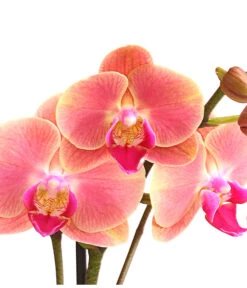 Schmetterlingsorchidee - Phalaenopsis Cultivars, Sonderfarben -Blumen Geschaft 8253726 WE DE 001 SchmetterlingsorchideePhalaenopsisMarigold2TrieberDehnerExpressHerzig