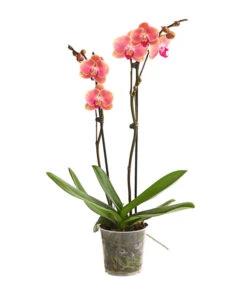Schmetterlingsorchidee - Phalaenopsis Cultivars, Sonderfarben -Blumen Geschaft 8253726 WE FS 001 SchmetterlingsorchideePhalaenopsisMarigold2TrieberDehnerExpressHerzig