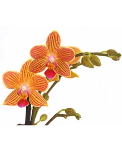 Schmetterlingsorchidee - Phalaenopsis Cultivars, Sonderfarben -Blumen Geschaft 8254005 WE DE 001 SchmetterlingsorchideePhalaenopsisGoldstaffT12PremiumDehnerExpressHerzig