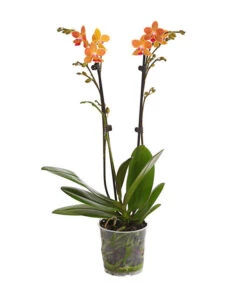 Schmetterlingsorchidee - Phalaenopsis Cultivars, Sonderfarben -Blumen Geschaft 8254005 WE FS 001 SchmetterlingsorchideePhalaenopsisGoldstaffT12PremiumDehnerExpressHerzig