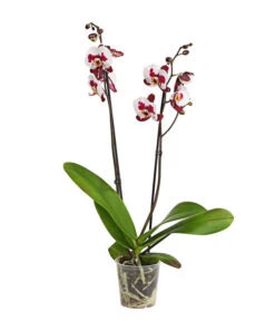 Schmetterlingsorchidee - Phalaenopsis Cultivars, Sonderfarben -Blumen Geschaft 8254021 PR FS 001 SchmetterlingsorchideePhalaenopsisSonderfarben2TrieberDehnerExpressHerzig