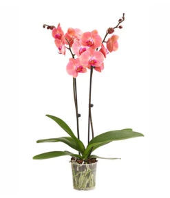 Schmetterlingsorchidee - Phalaenopsis Cultivars, Sonderfarben -Blumen Geschaft 8254708 WE FS 001 OWSchmetterlingsorchideePhalaenopsisDutchDivaT12DehnerExpressHerzig