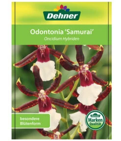 Odontonia-Orchidee - Odontonia Hybriden 'Samurai' -Blumen Geschaft 8256158 OdontoniaSamuraiEtikett1