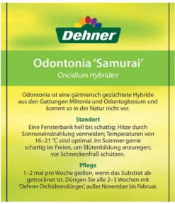 Odontonia-Orchidee - Odontonia Hybriden 'Samurai' -Blumen Geschaft 8256158 OdontoniaSamuraiEtikett2