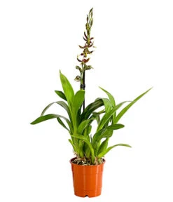 Odontonia-Orchidee - Odontonia Hybriden 'Samurai'