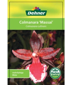 Tigerorchidee - Colmanara Cultivars 'Massai' -Blumen Geschaft 8256174 8256182 ColmanaraCultivars 19122016 1