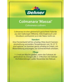 Tigerorchidee - Colmanara Cultivars 'Massai' -Blumen Geschaft 8256174 8256182 ColmanaraCultivars 19122016 2