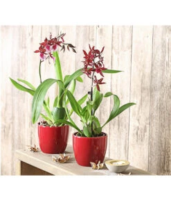 Tigerorchidee - Colmanara Cultivars 'Massai' -Blumen Geschaft 8256174 PR MO 001 ColmanaraMassai1TrieberT12DehnerExpressHerzig